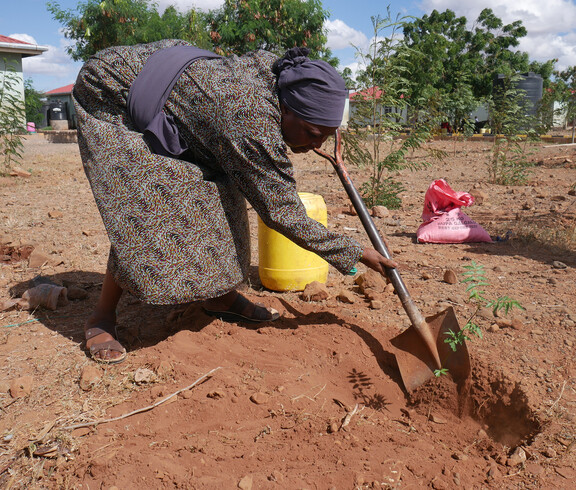 Eine afrikanische Frau pflanzt einen Baum.