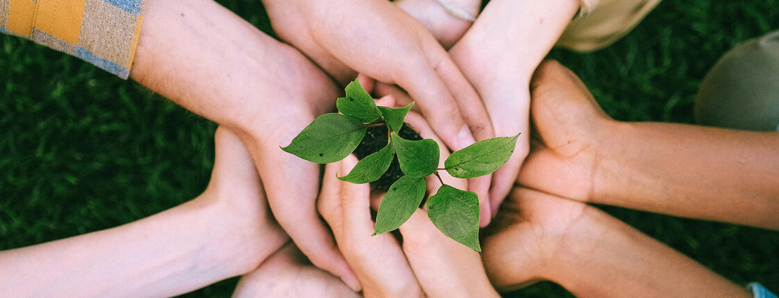 Mehrere Hände halten gemeinsam eine kleine Pflanze, Symbol für Gemeinschaft und neue Begegnungsorte im Projekt Refugium.