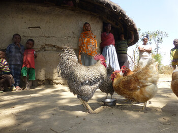 Mehrere Hühner picken auf erdigem Boden vor einer runden Hütte, während eine Gruppe von Personen im Hintergrund steht.