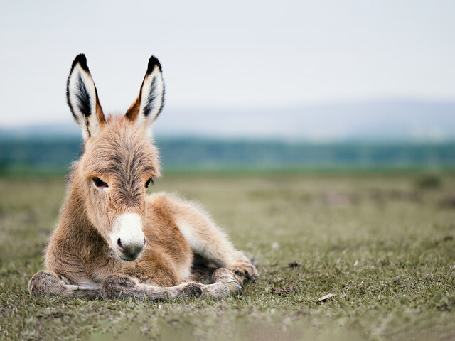 Ein Baby-Esel liegt auf einer Wiese.