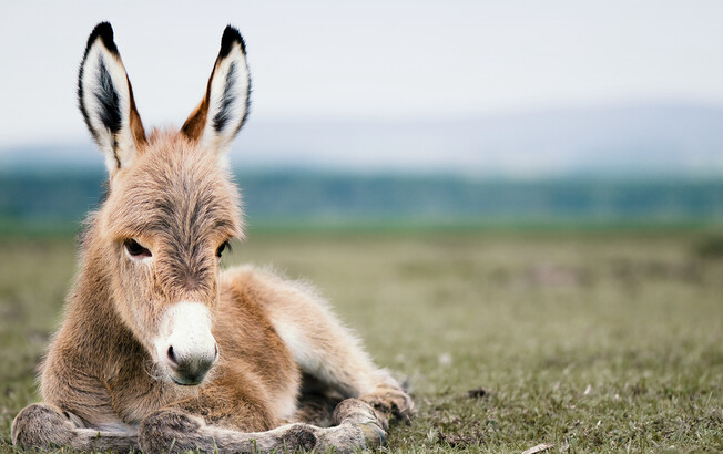 Ein Baby-Esel liegt auf einer Wiese.