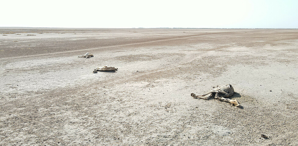 Vertrockneter Boden auf dem Kadaver von Kamelen liegen.