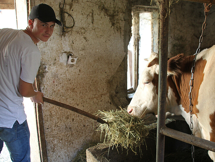 Ein junger Mann aus dem Kosovo in heimatlichen Stall beim Füttern der Kühe.