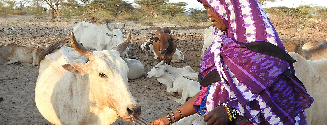 Eine Frau füttert eine Kuh mit Papier, im Hintergrund sieht man eine Herde von Tieren.