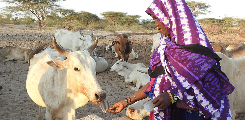 Eine Frau füttert eine Kuh mit Papier, im Hintergrund sieht man eine Herde von Tieren.