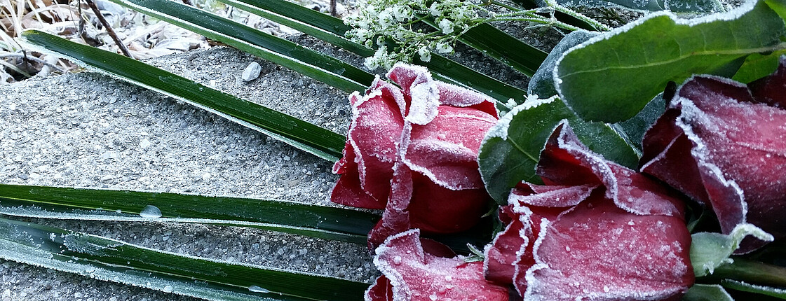 Ein mit Frost überzogenes Rosengesteck liegt auf einem Stein.
