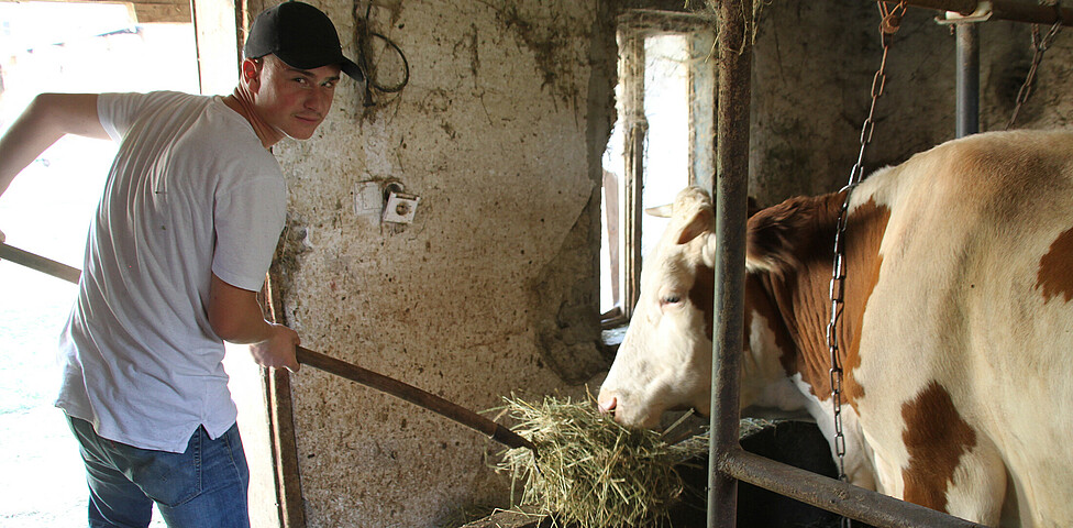 Ein junger Mann aus dem Kosovo in heimatlichen Stall beim Füttern der Kühe.