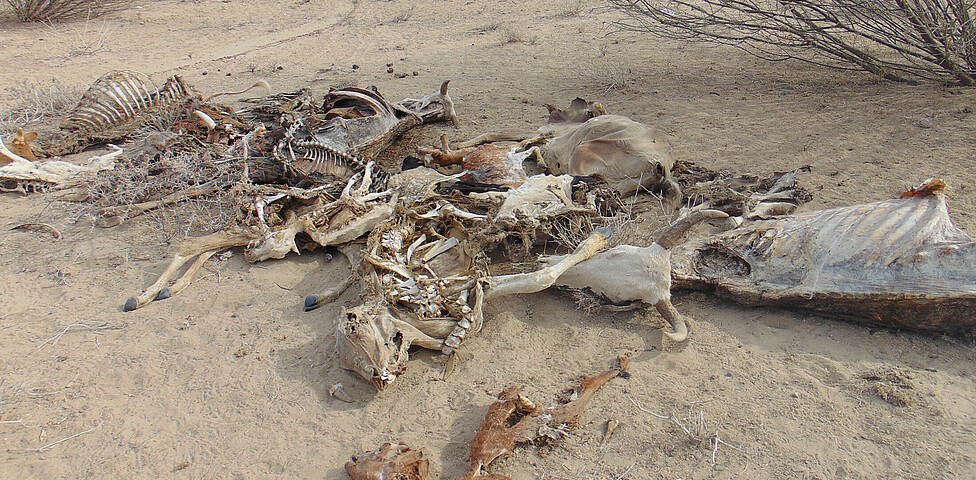 Skelette und Kadaver der Nutztiere auf dem trockenen Boden.