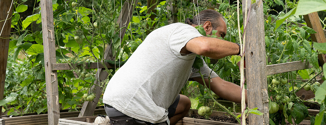 Ein Mann pflückt reife Paprika vom üppigen Strauch in unserem Garten es Standortes grown.care.